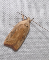Agonopterix nervosa