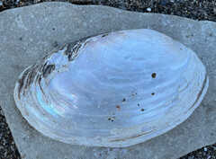 Potamilus fragilis