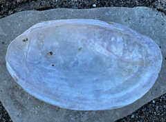 Potamilus fragilis