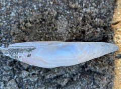 Potamilus fragilis