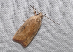 Agonopterix nervosa
