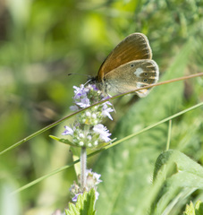 Coenonympha glycerion