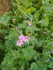 Malva sylvestris
