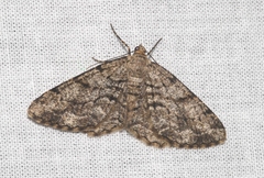 Peribatodes secundaria