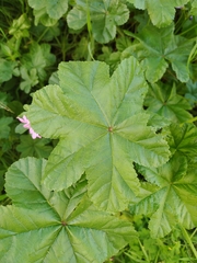 Malva sylvestris