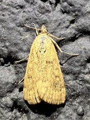 Achyra rantalis