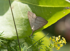 Polypogon tentacularia