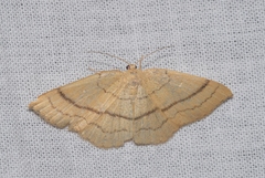 Cyclophora linearia