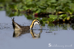 Hydrophasianus chirurgus