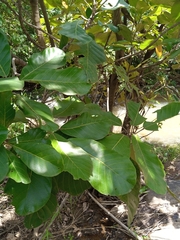 Vitex doniana