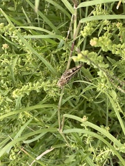 Encoptolophus costalis