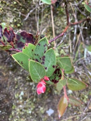Gaultheria