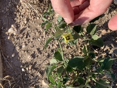 Physalis cinerascens