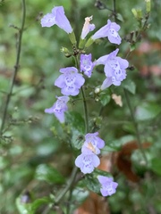 Clinopodium nepeta