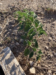Physalis cinerascens