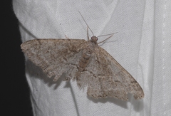 Alcis repandata