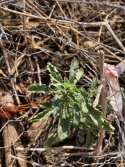 Amaranthus albus