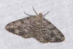 Peribatodes secundaria