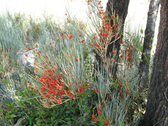 Ephedra intermedia