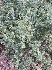 Atriplex lentiformis