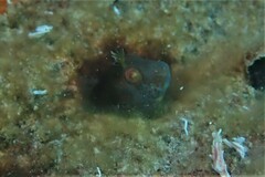 Parablennius postoculomaculatus