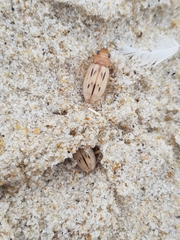 Eurynebria complanata