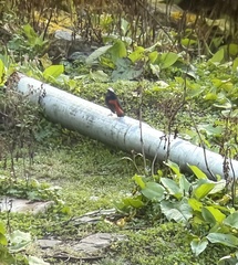 Phoenicurus leucocephalus