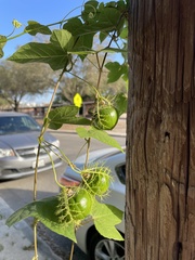 Passiflora ciliata