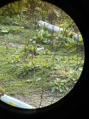 Phoenicurus leucocephalus