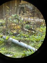 Phoenicurus leucocephalus