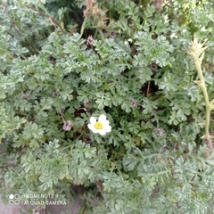 Anthemis maritima maritima
