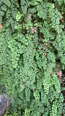 Adiantum capillus-veneris