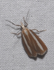 Catoptria bolivari
