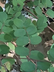 Pellaea andromedifolia