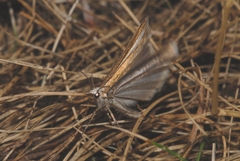 Catoptria bolivari
