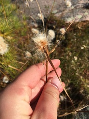 Eriophorum virginicum