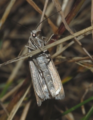 Catoptria bolivari