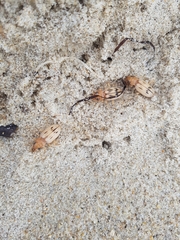 Eurynebria complanata