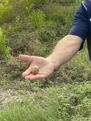 Amphibolips confluenta