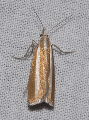 Catoptria bolivari
