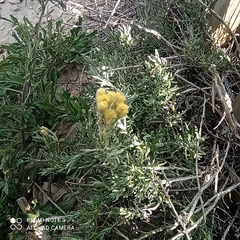 Helichrysum stoechas stoechas