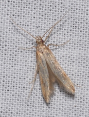 Metzneria aestivella