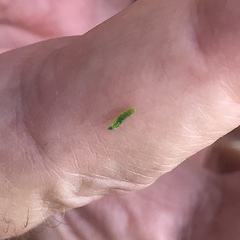 Stigmella multispicata