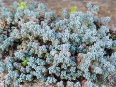 Sedum dasyphyllum