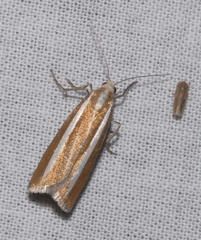 Catoptria bolivari