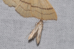Metzneria aestivella