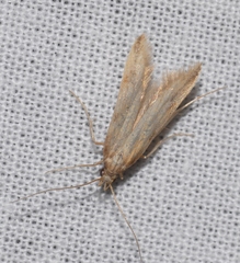 Metzneria aestivella