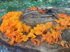 Agaricomycotina
