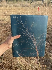Eragrostis intermedia