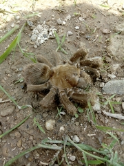 Theraphosinae